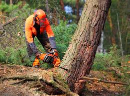 Pest Control for Lawns in La Puente, CA