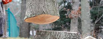 Best Tree Maintenance Programs  in La Puente, CA