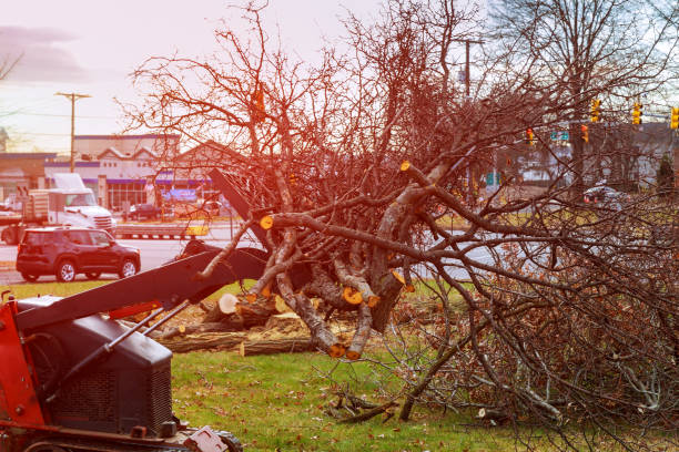 How Our Tree Care Process Works  in  La Puente, CA