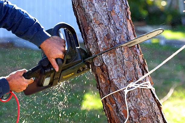 Best Tree Removal  in La Puente, CA