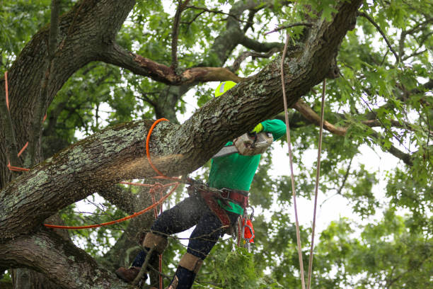 La Puente, CA Tree Care Company