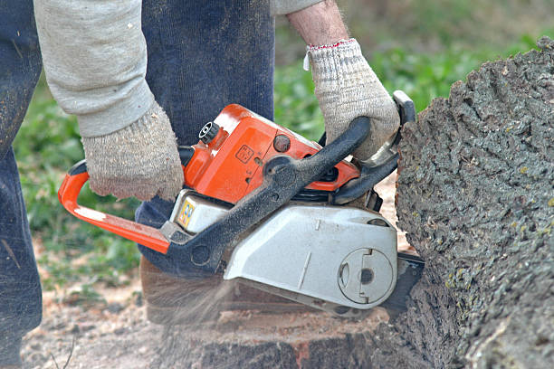 Lawn Renovation and Restoration in La Puente, CA